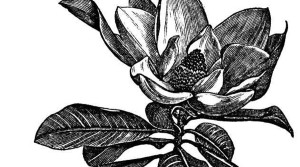 Barrisol Editions Engraving Flower