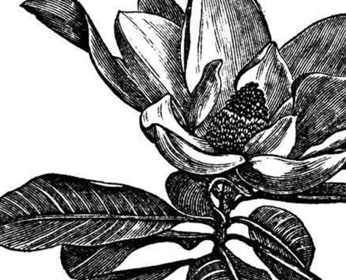 Barrisol Editions Engraving Flower