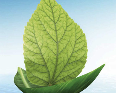 Barrisol-Ecology-Brochure-Thumb